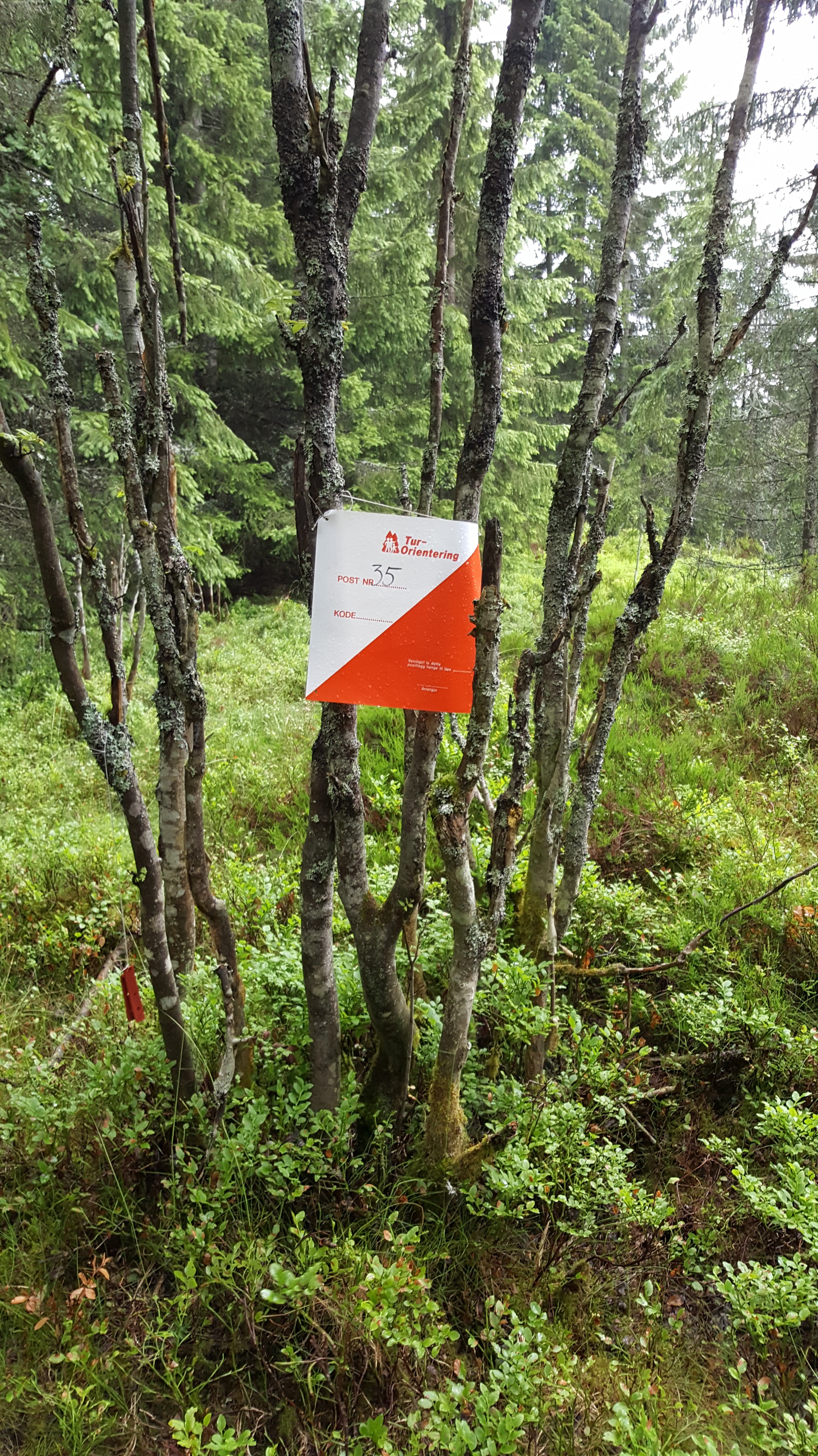 Uformelt O-løp på Nordbytjernet lørdag 9. november 2024